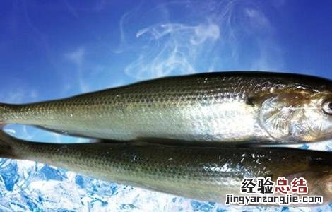 鲥鱼养殖的注意事项有哪些 鲥鱼养殖的注意事项