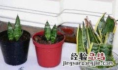 春天可以扦插虎皮兰吗 春天可以扦插虎皮兰吗