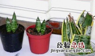 春天可以扦插虎皮兰吗 春天可以扦插虎皮兰吗