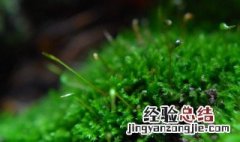 苔花如米小也学牡丹开的意思是啥 苔花如米小也学牡丹开的含义