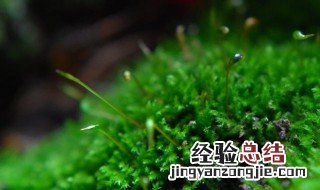 苔花如米小也学牡丹开的意思是啥 苔花如米小也学牡丹开的含义