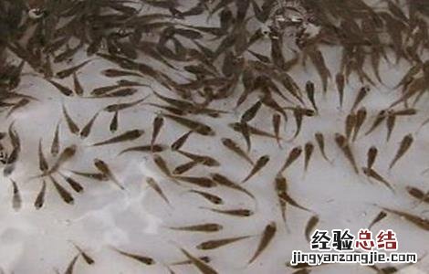 鲤鱼的育苗技术 鲤鱼苗繁殖技术