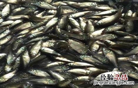 鲤鱼的育苗技术 鲤鱼苗繁殖技术