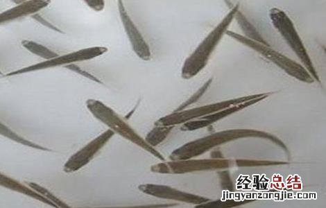 鲤鱼的育苗技术 鲤鱼苗繁殖技术