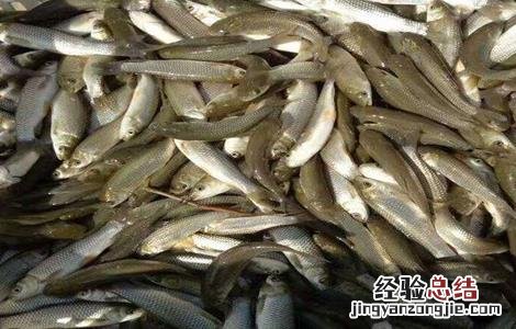 鲤鱼的育苗技术 鲤鱼苗繁殖技术