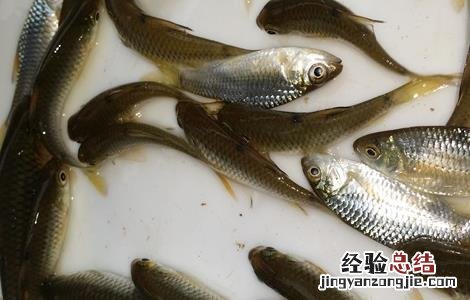 鲤鱼的育苗技术 鲤鱼苗繁殖技术
