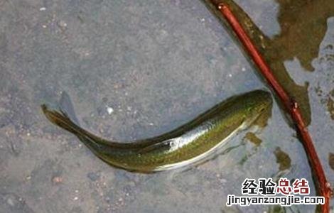 青鱼养殖的注意事项和禁忌 青鱼养殖的注意事项