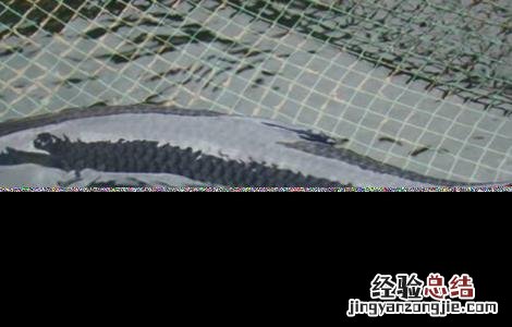 青鱼养殖的注意事项和禁忌 青鱼养殖的注意事项