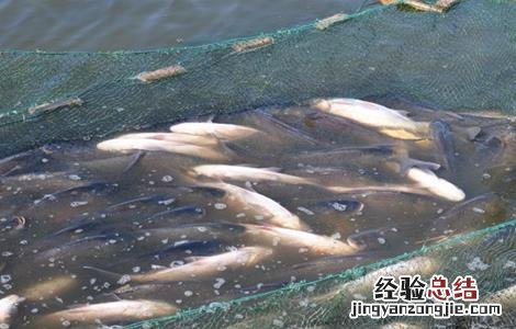 青鱼养殖的注意事项和禁忌 青鱼养殖的注意事项