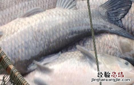 青鱼养殖的注意事项和禁忌 青鱼养殖的注意事项