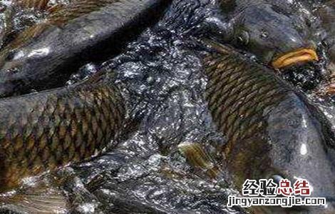 青鱼养殖的注意事项和禁忌 青鱼养殖的注意事项