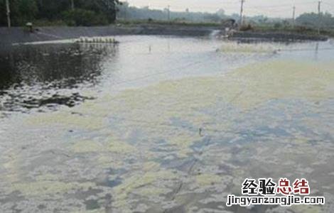 鱼塘倒藻原因及防止方法 鱼塘倒藻原因及防止方法图片