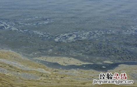 鱼塘倒藻原因及防止方法 鱼塘倒藻原因及防止方法图片