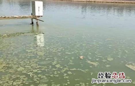 鱼塘倒藻原因及防止方法 鱼塘倒藻原因及防止方法图片