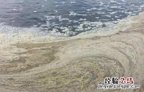 鱼塘倒藻原因及防止方法 鱼塘倒藻原因及防止方法图片