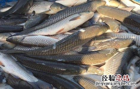 草鱼夏季如何养殖 草鱼夏季如何养殖