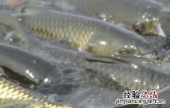 草鱼夏季如何养殖 草鱼夏季如何养殖