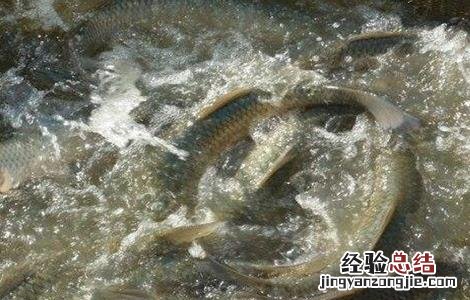 草鱼夏季如何养殖 草鱼夏季如何养殖