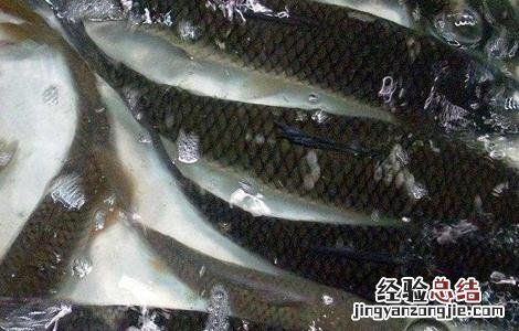 草鱼夏季如何养殖 草鱼夏季如何养殖