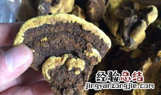 桑黄的吃法 桑黄的吃法一次喝多少