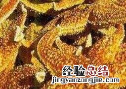 海星能吃吗 海星能吃吗,有什么营养