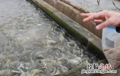 罗非鱼养殖要注意些什么呢 罗非鱼养殖要注意些什么
