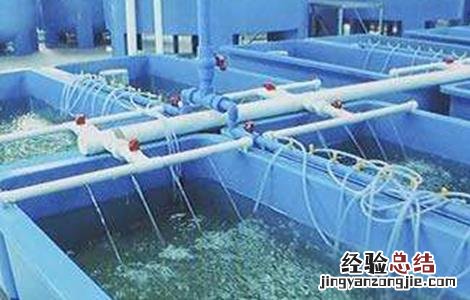 罗非鱼养殖要注意些什么呢 罗非鱼养殖要注意些什么