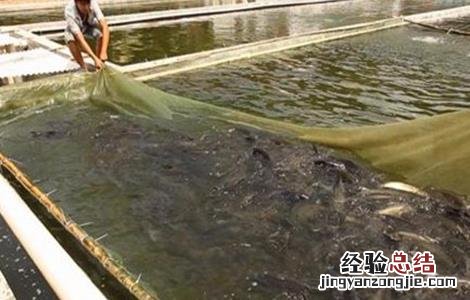 罗非鱼养殖要注意些什么呢 罗非鱼养殖要注意些什么