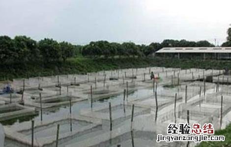 罗非鱼养殖要注意些什么呢 罗非鱼养殖要注意些什么