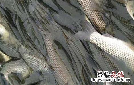 鲫鱼的养殖模式 鲫鱼如何养殖