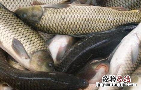 鲫鱼的养殖模式 鲫鱼如何养殖