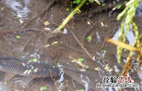 鲫鱼的养殖模式 鲫鱼如何养殖