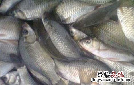 鲫鱼的养殖模式 鲫鱼如何养殖