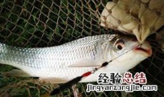 春天钓草鱼钓深水还是浅水 春天钓草鱼钓多深