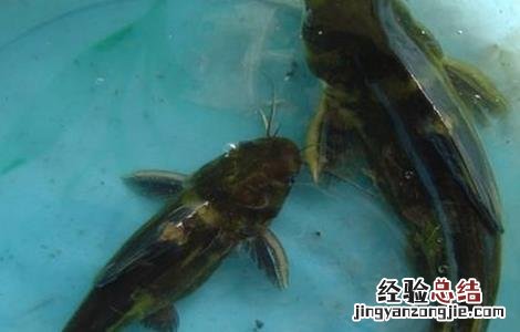 养殖黄颡鱼应注意什么 黄颡鱼养殖注意事项
