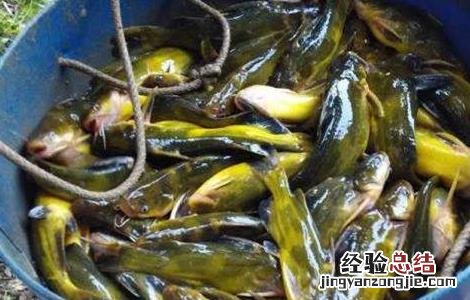 养殖黄颡鱼应注意什么 黄颡鱼养殖注意事项