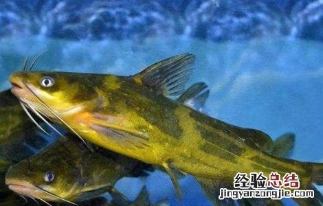 养殖黄颡鱼应注意什么 黄颡鱼养殖注意事项
