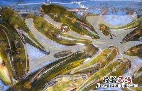 养殖黄颡鱼应注意什么 黄颡鱼养殖注意事项