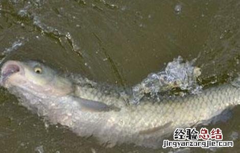 草鱼的养殖技术视频 草鱼的养殖技术