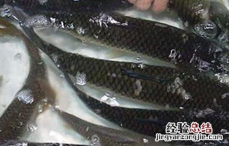 草鱼的养殖技术视频 草鱼的养殖技术