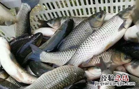 草鱼的养殖技术视频 草鱼的养殖技术