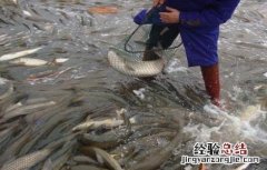 草鱼的养殖技术视频 草鱼的养殖技术