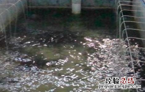 鳗鱼的养殖模式 鳗鱼的养殖技术