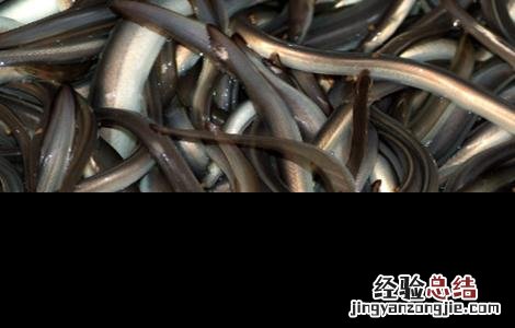 鳗鱼的养殖模式 鳗鱼的养殖技术