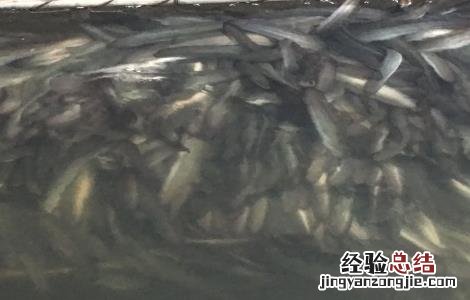 鳗鱼的养殖模式 鳗鱼的养殖技术