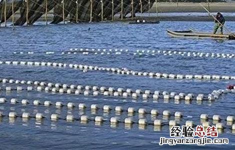 鳗鱼的养殖模式 鳗鱼的养殖技术