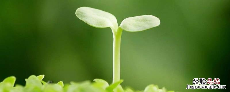 施肥过多烧苗怎么补救，烧苗现象的原因