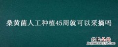桑黄菌可以人工栽培吗 桑黄菌人工种植45周就可以采摘吗