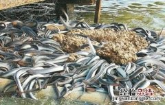 鳗鱼养殖条件是什么 鳗鱼养殖条件