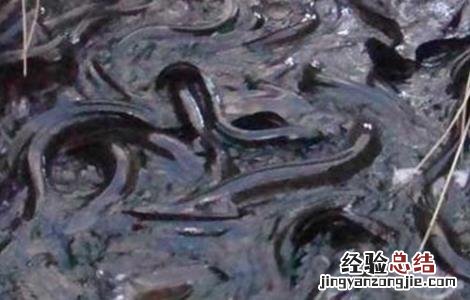 鳗鱼养殖条件是什么 鳗鱼养殖条件
